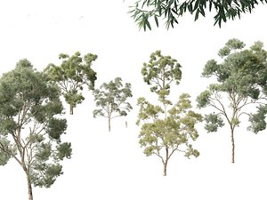 Corymbia citriodora - lemon-scented gum