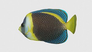 3D Low Poly Angelfish Rigged With Realistic Texture model