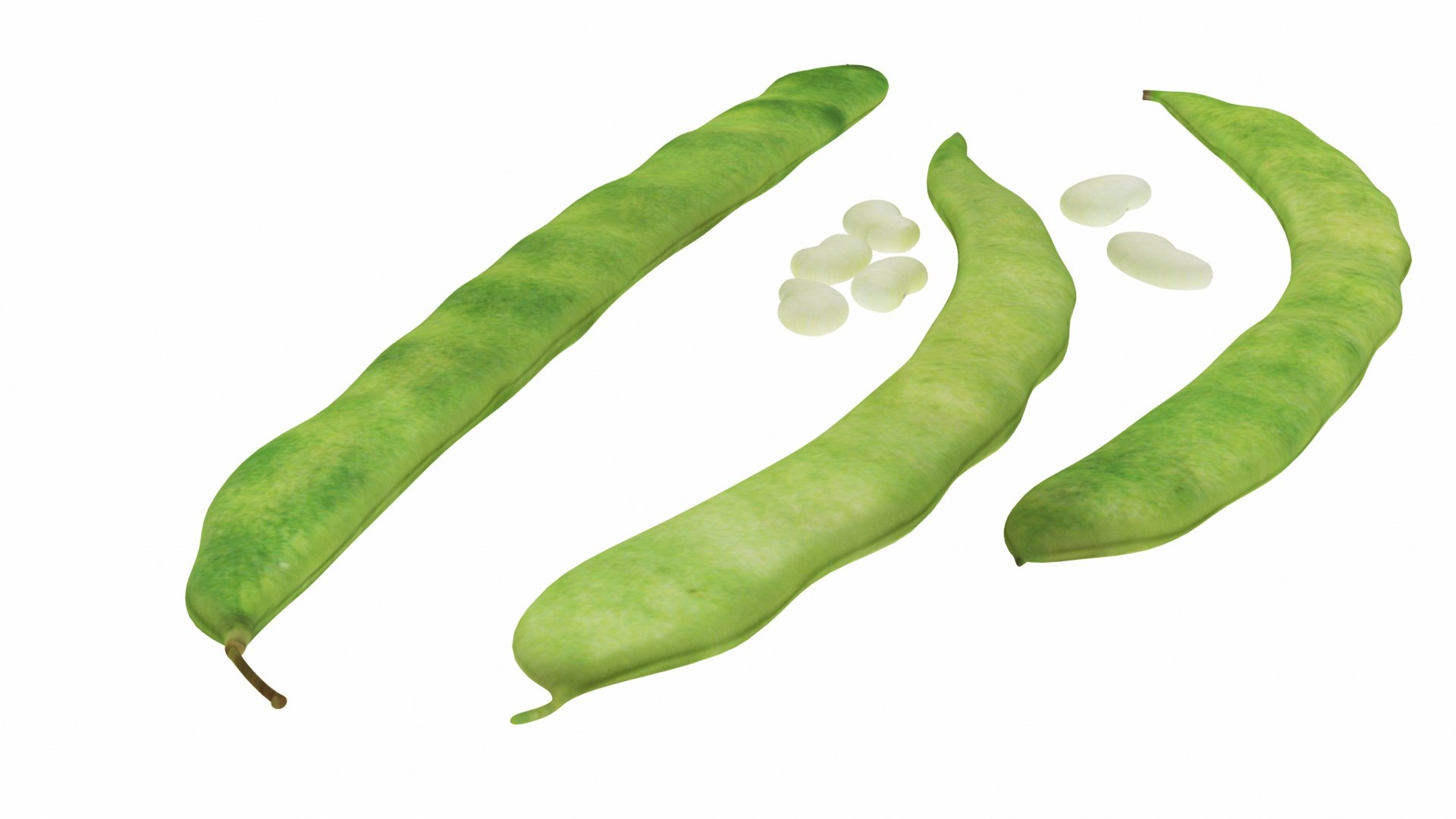 Green Beans Model - TurboSquid 1544316