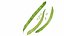 Leafy and Shrub Vegetables