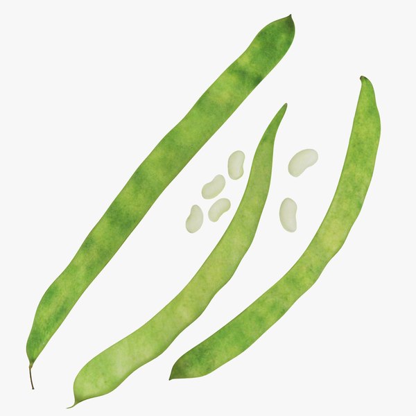 Green beans model - TurboSquid 1544316