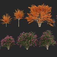 Lagerstroemia indica - Crape myrtle 3D model