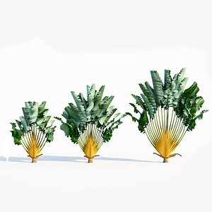 3D model Ravenala madagascariensis b