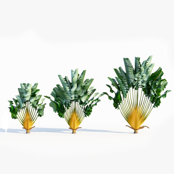 Ravenala madagascariensis b Modelo 3D - TurboSquid 2219590