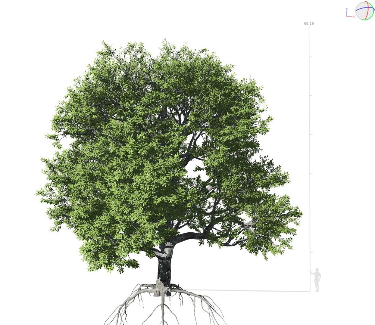 3D Model Broadleaf 001 - TurboSquid 1636754