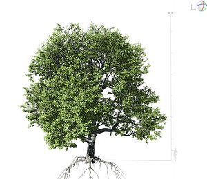 3D model broadleaf 001