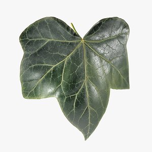 Ivy Leaf