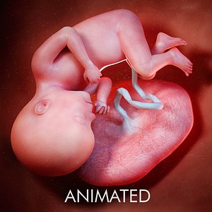 fetus week 27 3D model