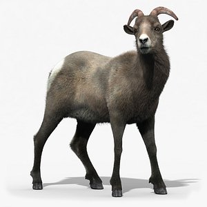 3d model of bighorn sheep female fur