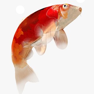 Japanese Carp Fish Rigged L1709 3D
