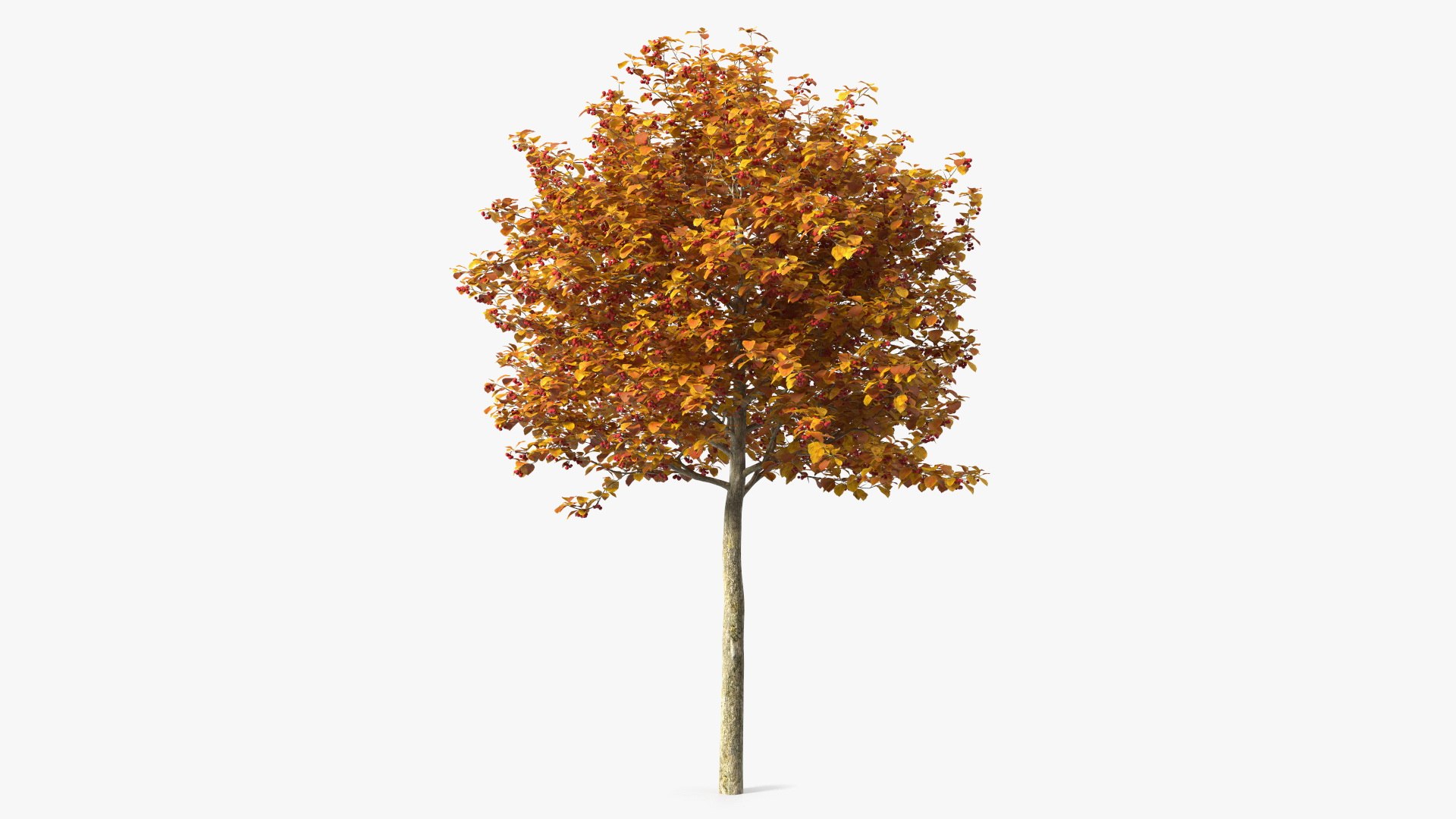 Autumn Cockpur Hawthorn Small with Berries 3D model preview
