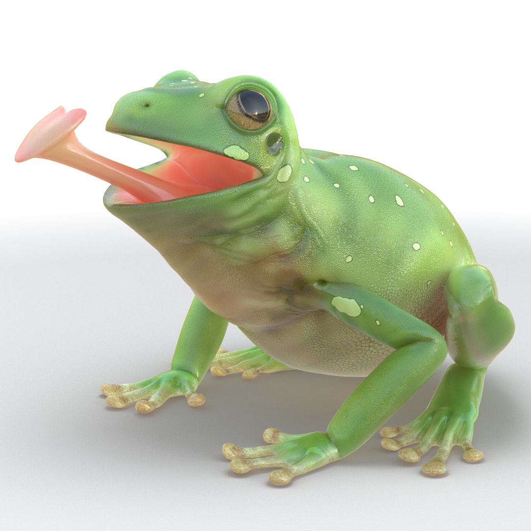 Australian Green Tree Frog Rigged 3D model preview