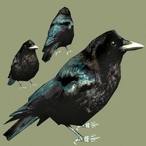 american crow 3d max