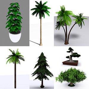 Palm Oak Bonsai Tree and Indoor plant collection