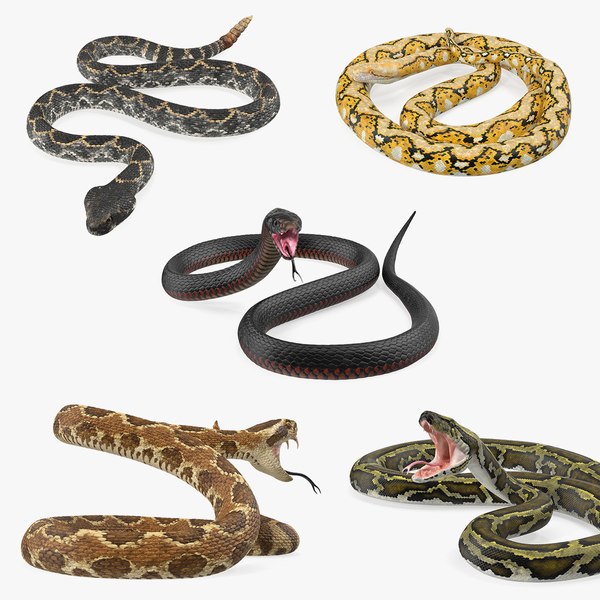 black smooth python snakes 3d model