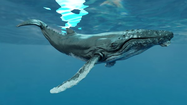 Humpback Whale Animated RE model - TurboSquid 2003596