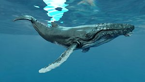 Humpback Whale Animated RE