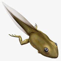 Frog Tadpole 2