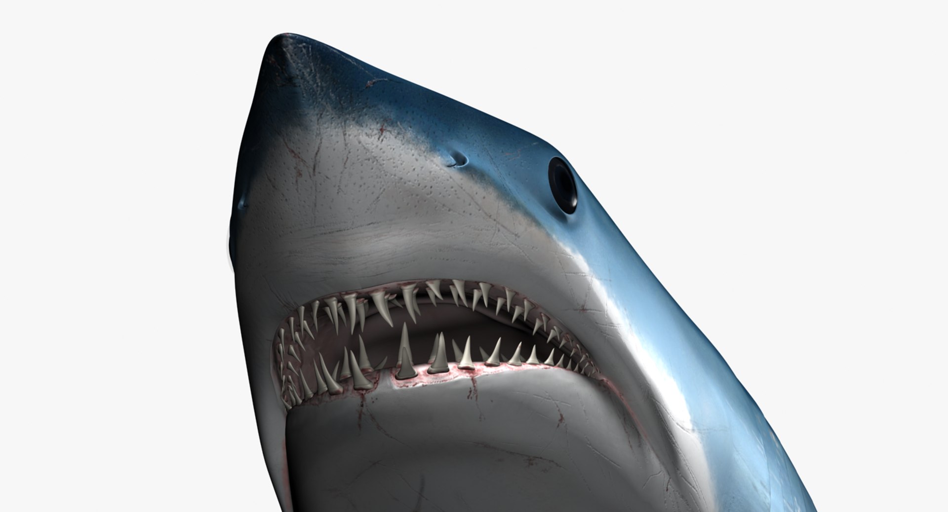 Male Mako Shark 3d Max
