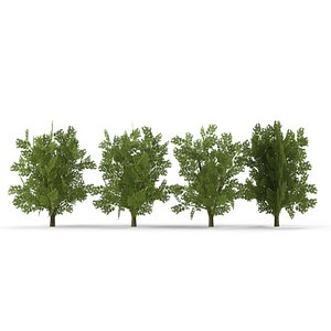 3D Oak Low Poly V1 model