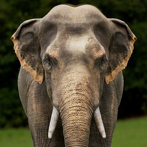 Asian Elephantis Texture Zbrush 3D model