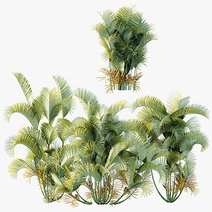 3D AV Plant Chrysalidocarpus Lutescens Palm Bush 01