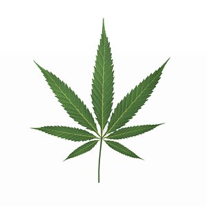 3D cannabis leaf