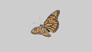 Butterfly Monarch 3D model