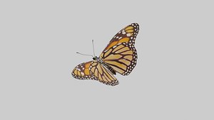 Butterfly Monarch