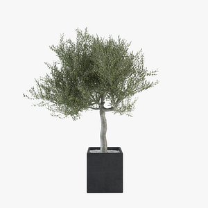Ornamental Olive Tree 04