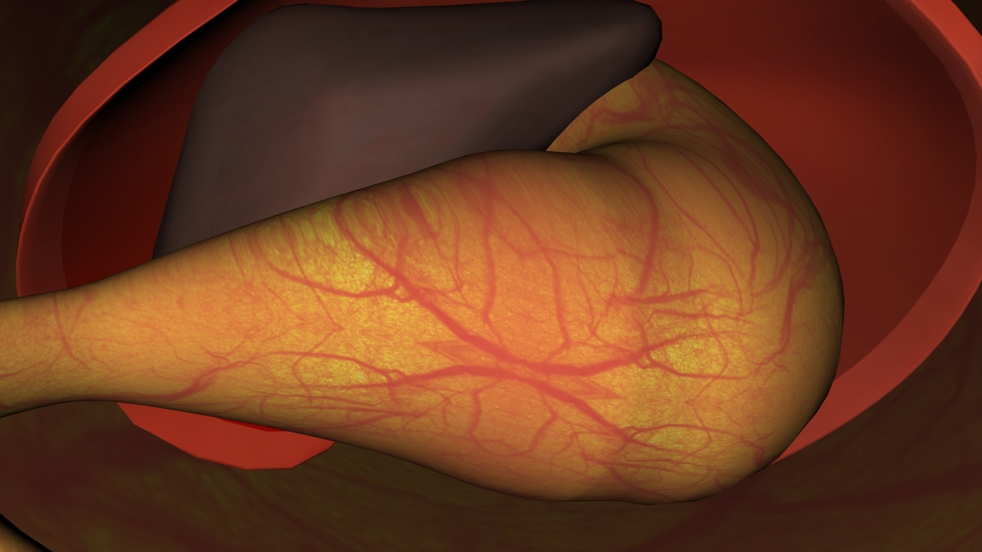 liver stomach diaphragm 3D model https://p.turbosquid.com/ts-thumb/No/T6BLRG/qlg6XLX4/inside/jpg/1510358172/1920x1080/fit_q87/94b353b5886960a885ce171b9e81a2441973c8ad/inside.jpg