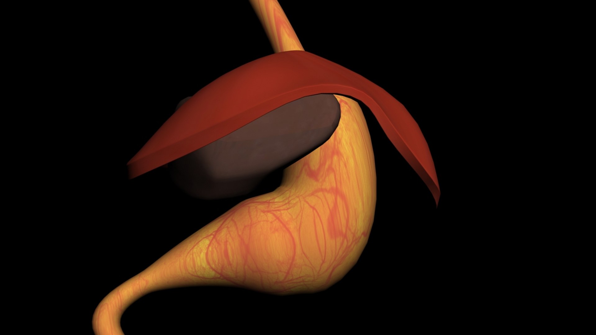 liver stomach diaphragm 3D model https://p.turbosquid.com/ts-thumb/No/T6BLRG/sv1vjVEL/exposed/jpg/1510358189/1920x1080/fit_q87/86a9771ae77fc4632a442a5f560733dd32825023/exposed.jpg