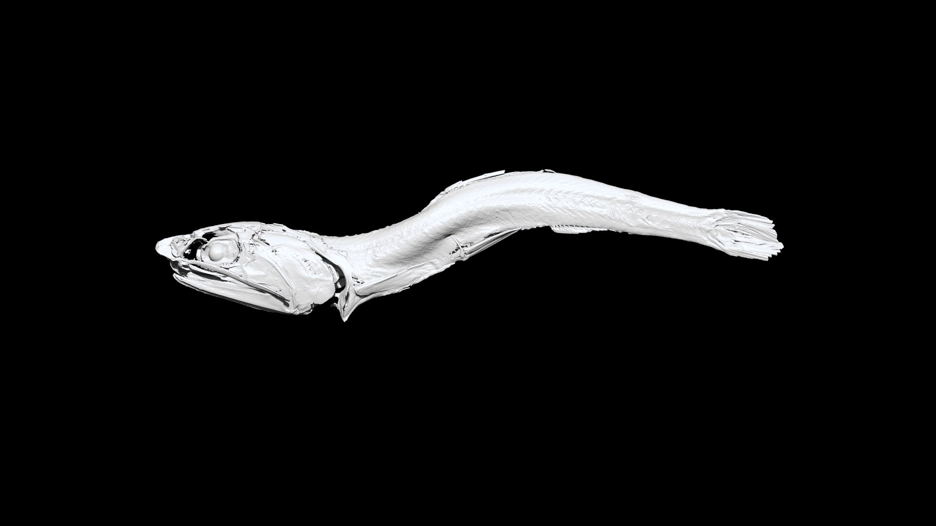 3D Niboshi fish 3 3D CT scan https://p.turbosquid.com/ts-thumb/No/UTbMqm/8m/4/png/1636678471/1920x1080/fit_q87/2b3426e746ceafffd3b8f187e44f2d8105d6fcdd/4.jpg