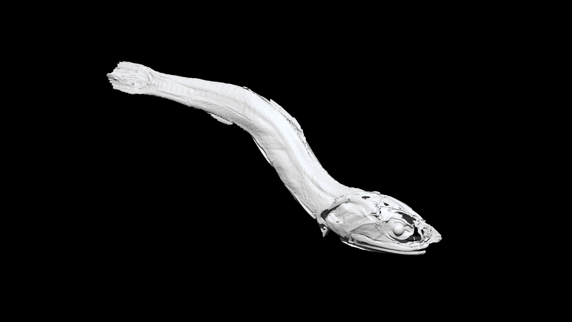 3D Niboshi fish 3 3D CT scan https://p.turbosquid.com/ts-thumb/No/UTbMqm/ew/2/png/1636678468/1920x1080/fit_q87/16570139cab98907a82695dbd8d1d8c623bd1c8b/2.jpg