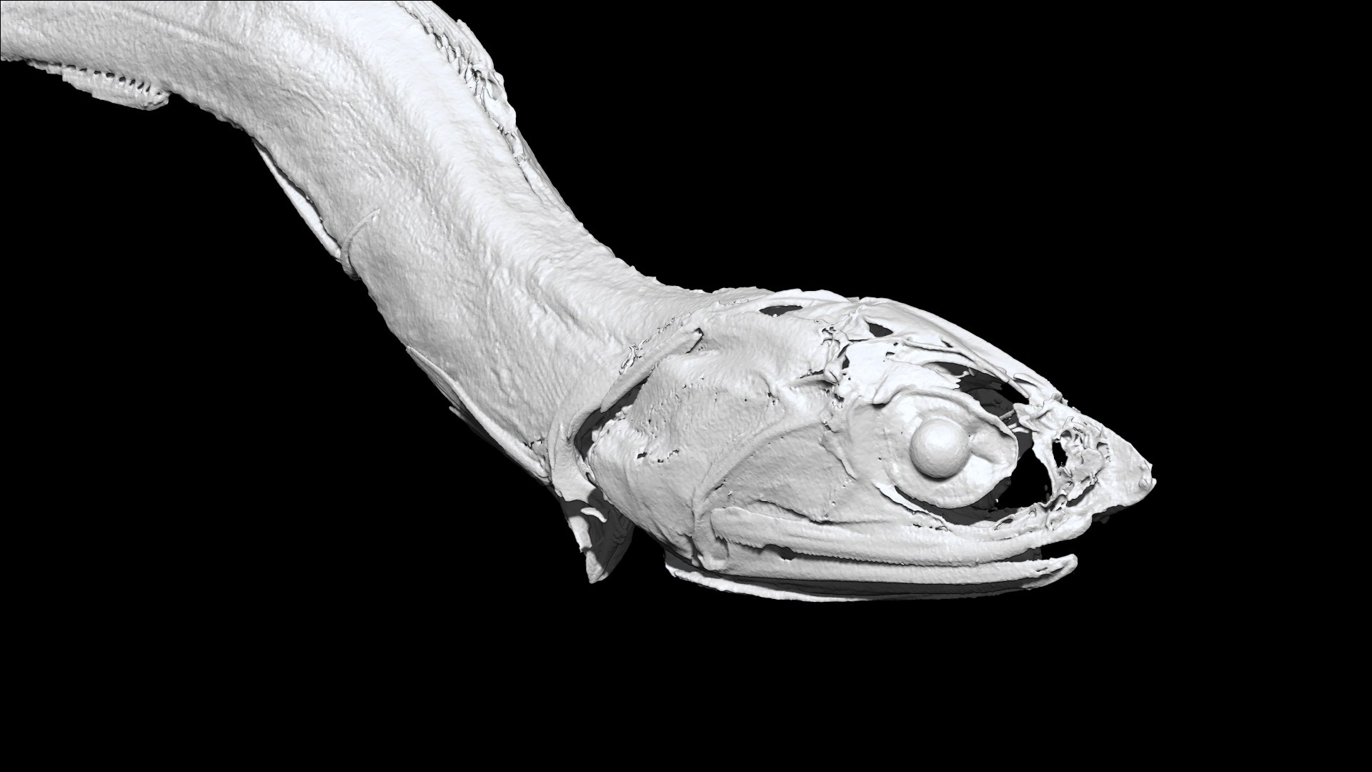 3D Niboshi fish 3 3D CT scan https://p.turbosquid.com/ts-thumb/No/UTbMqm/gW/8/png/1636678583/1920x1080/fit_q87/09c1c5d7000c5ee8fd7a419b6e39f49bf38f146a/8.jpg