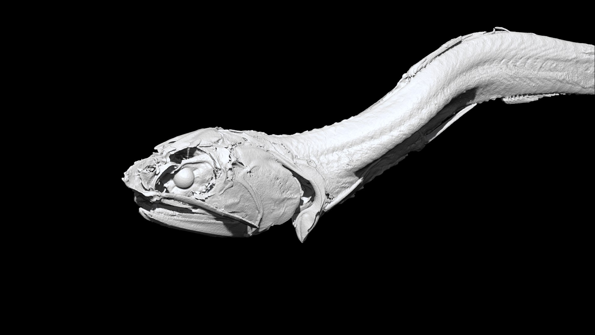 3D Niboshi fish 3 3D CT scan https://p.turbosquid.com/ts-thumb/No/UTbMqm/hn/7/png/1636678583/1920x1080/fit_q87/0cddd8be27d71008c7318bc62270da17c2faa60c/7.jpg