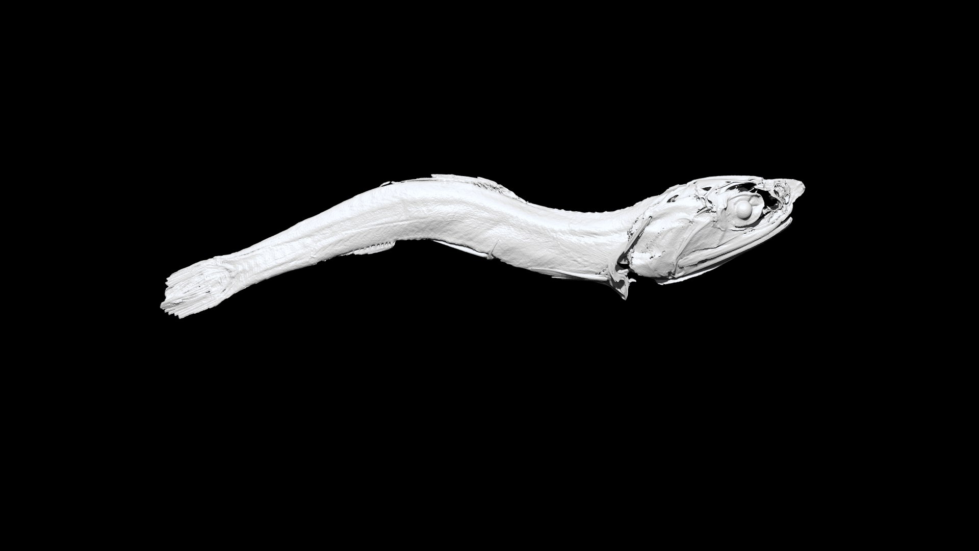 3D Niboshi fish 3 3D CT scan https://p.turbosquid.com/ts-thumb/No/UTbMqm/lw/5/png/1636678473/1920x1080/fit_q87/4eb7d6e1139fc1b4fb74fbdec7fca5bf2253d88a/5.jpg