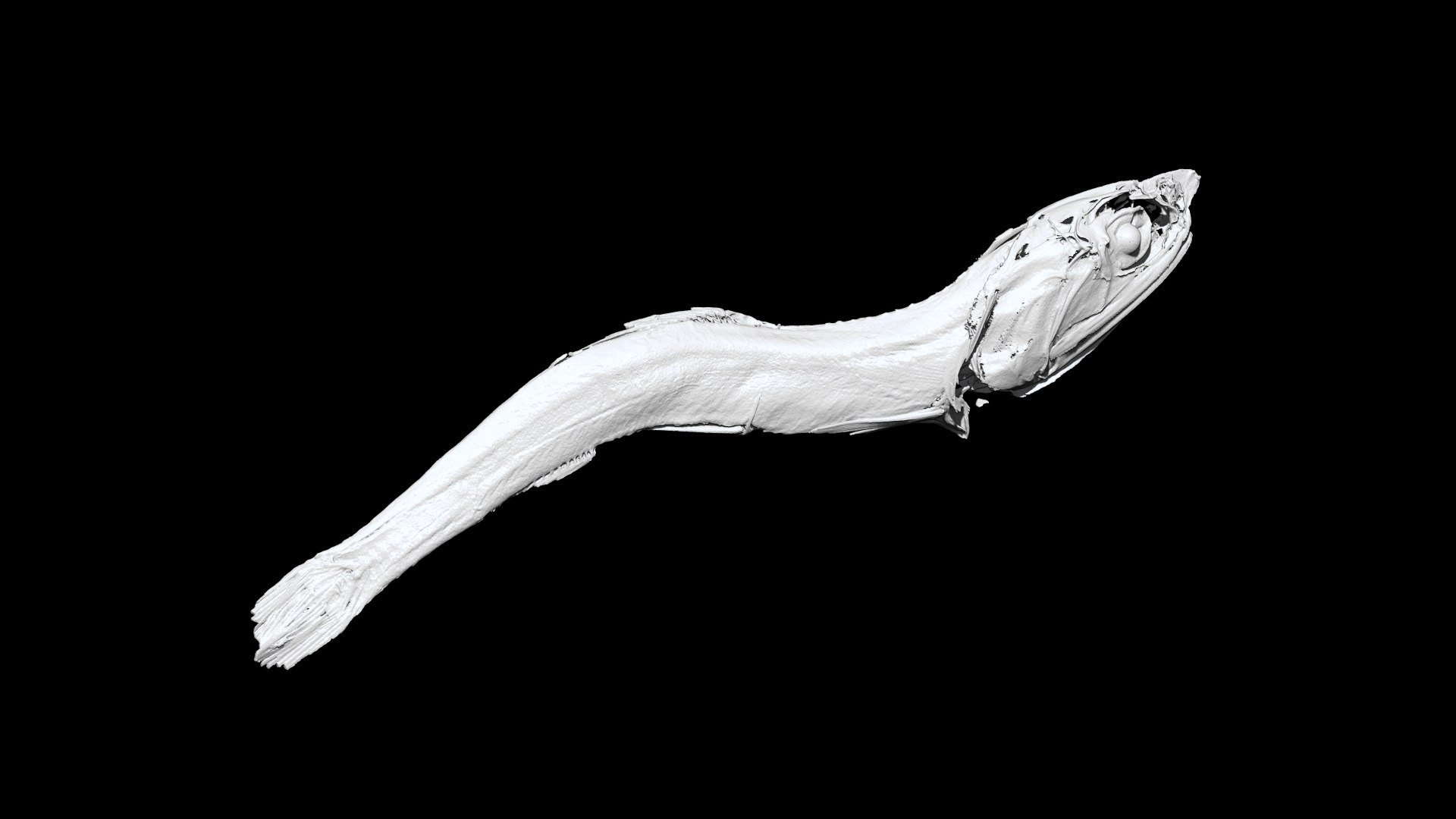 3D Niboshi fish 3 3D CT scan https://p.turbosquid.com/ts-thumb/No/UTbMqm/pa/3/png/1636678470/1920x1080/fit_q87/adcec673458827a9748f68e977998853ee570f97/3.jpg