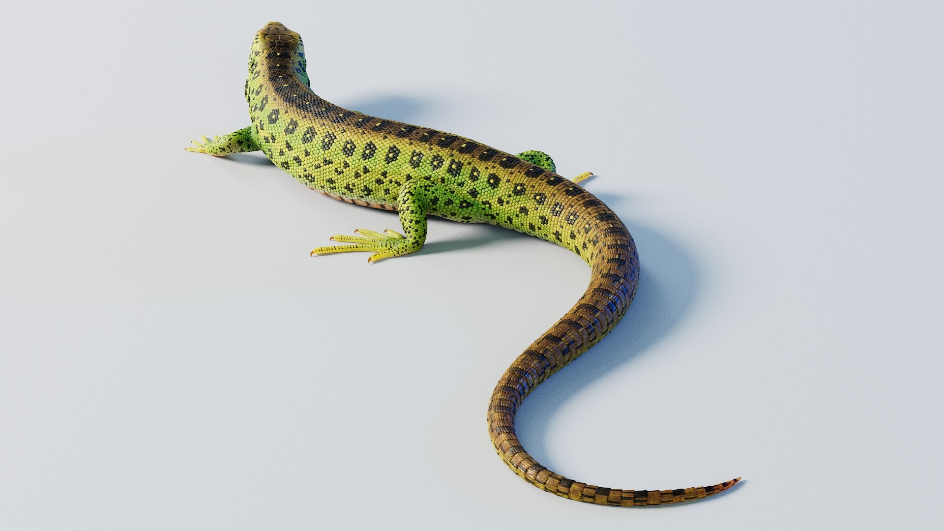 3D Common Lizard Rigged https://p.turbosquid.com/ts-thumb/No/aIEh3n/nJ/lizard_rigged_04/jpg/1782294252/1920x1080/fit_q87/dbdb26e77a32ea49b2dabe785670ed8ca658c3e2/lizard_rigged_04.jpg