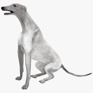 australian greyhound 2 pose 3d model