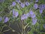 Xfrog Jacaranda Mimosifolia