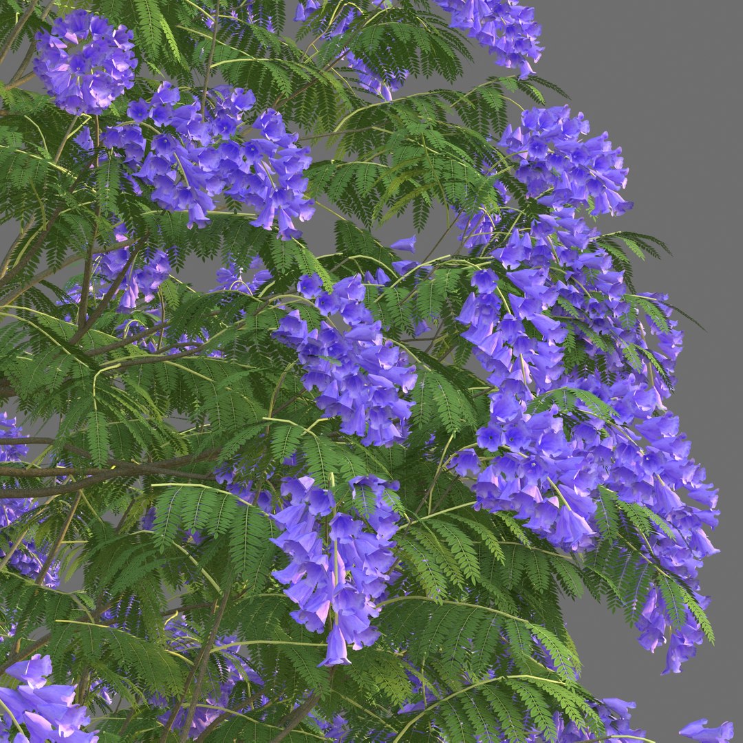 Xfrog Jacaranda Mimosifolia 3D https://p.turbosquid.com/ts-thumb/No/clQ0YD/Ej/jacaranda_3/jpg/1621266088/1920x1080/fit_q87/e07963b40291d070bbef3040d9f55f7423bf7727/jacaranda_3.jpg