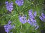Xfrog Jacaranda Mimosifolia