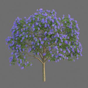 Xfrog Jacaranda Mimosifolia 3D
