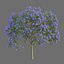 Xfrog Jacaranda Mimosifolia