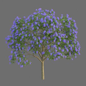 Xfrog Jacaranda Mimosifolia
