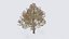Seasonal Pack of Trees 3D model
