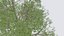 Seasonal Pack of Trees 3D model