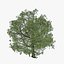 Seasonal Pack of Trees 3D model