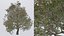 Seasonal Pack of Trees 3D model